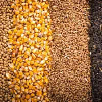 نهاده دام و طیور آذرگون جو ذرت سویا و مکمل ها