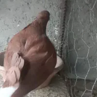 کبوتر