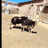 قوچ|حیوانات مزرعه|مشهد, پایگاه شکاری|دیوار