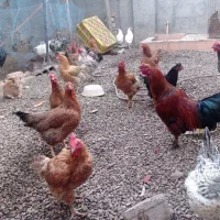 مرغ خروس