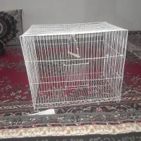 قفس