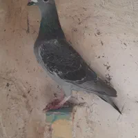 کبوتر
