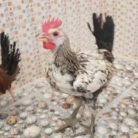 جوجه خورس