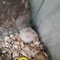 بچه همستر نر