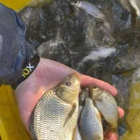 بچه ماهی استثنایی با تضمین کیفیت/فروش ویژه و محدود