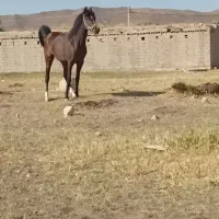 اسب مادیان