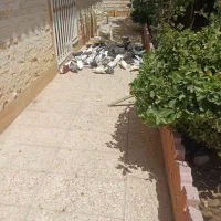 فروش کبوتر