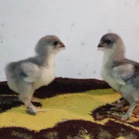 جوجه ۱۰ روزه
