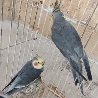 یک جفت عروس هلندی