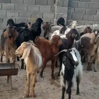 ۳۲راس بز وکلر جوان داشتی صحرایی