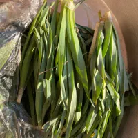 سبزی کوهی سیریشک