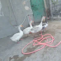 غاز جوان خوب