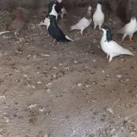 کبوتر