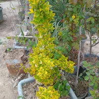 بهشت زهرا سرقبر نهال کنارقبر سرمزار کاشت درخت و در