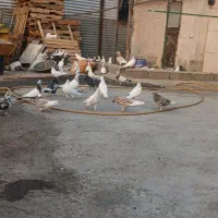 فروش کبوتر یا کفتر