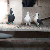 کفتررنگه