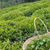 فرو-ش-باغ-چای