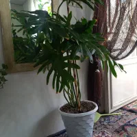 گل وگیاه