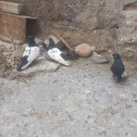 کبوتر یا کفتر .