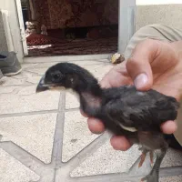 جوجه لاری اصیل