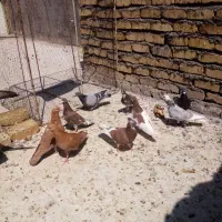 کبوتر|پرنده|بردسکن, |دیوار