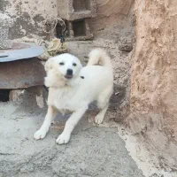 سگ بیستی هشت ماهه