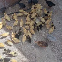 جوجه اردک