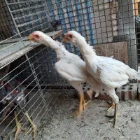 لاری جوجه