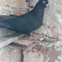 22عدد کبوتر پرشی