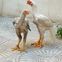 مرغ وخروس هندی