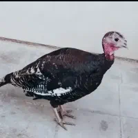 فروش بوقلمون ماده تخم گذار