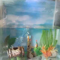 آکواریم ۶ میل سالم