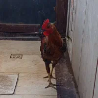 خروس