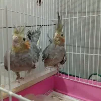 پرنده