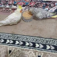 عروس هلندی