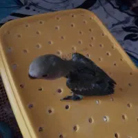 جوجه سرلاکی کوتوله و عروس