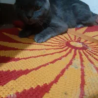 گربه نر اسکاتیش