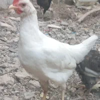 5بچ خروس محلی اصل اصل