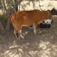 گوساله