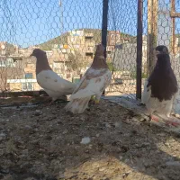 پرنده|پرنده|مشهد, هنرستان|دیوار