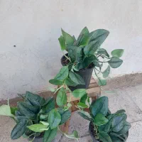 انواع پتوس