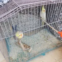 پرنده عروس هلندی