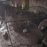 قفس بزرگ دوتا با هم تکی میفروشم ۸ متری ۵ متری