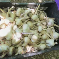 سیر خشک و درشت درجه 1