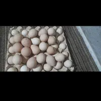 تخم مر شاخدار