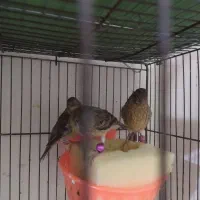 سه عدد جوجه قناری  سرخ درجه یک اصیل