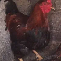 خروس