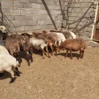15عددمیش داشتی فروشی که دوستاش زاییده