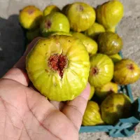 باسلام انجیر ژاپنی تازه چین
