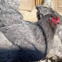 مرغ نژاد دار تخم گذار